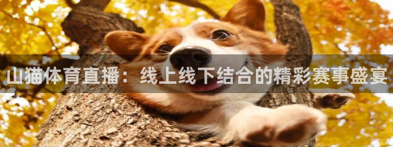 黑白体育免费直播：山猫体育直播：线上线下结合的精彩赛事盛宴