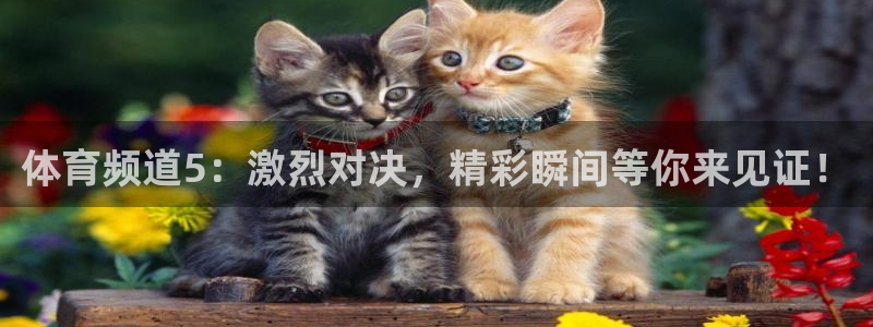 黑白直播nba：体育频道5：激烈对决，精彩瞬间等你来见证！