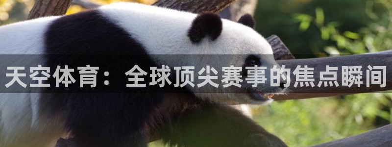 黑白足球体育直播：天空体育：全球顶尖赛事的焦点瞬间